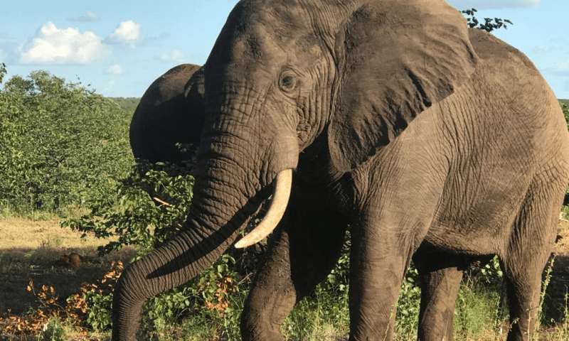 Elefante Kruger 2-BFE