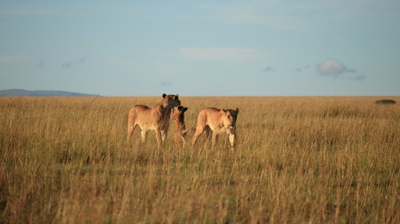 Maasai Mara - África