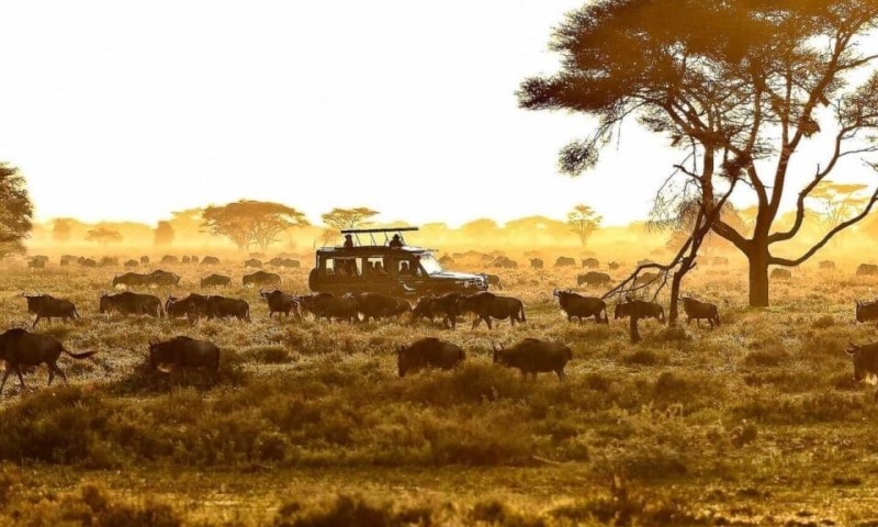 Quenia e Tanzania 6 23-BFE