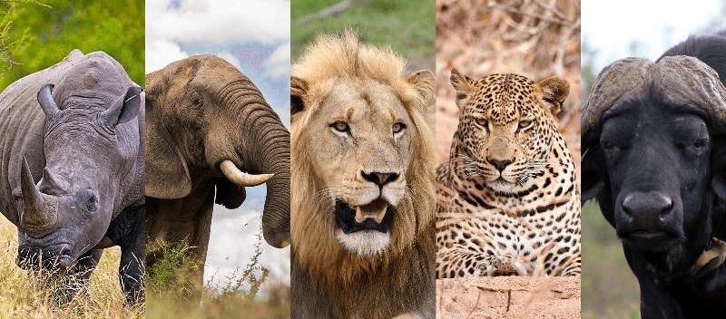 BIG Five - Guia Safari na África