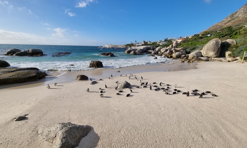 Boulders Beach-BFE