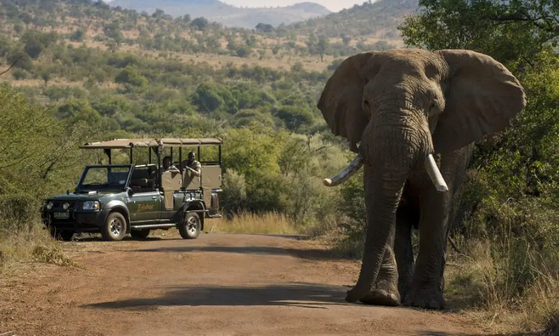 Bakubung-Game-Drive_Pilanesberg_900X600