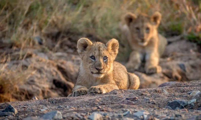 pilanesberg_national_park_3